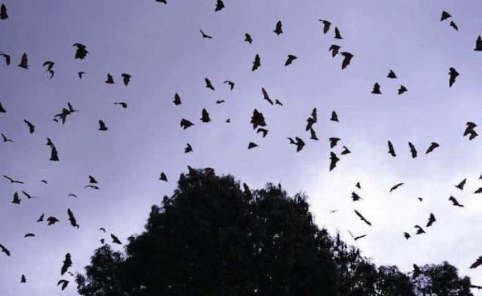 Intentan quemar 200 murciélagos en Perú por ser causantes de Coronavirus