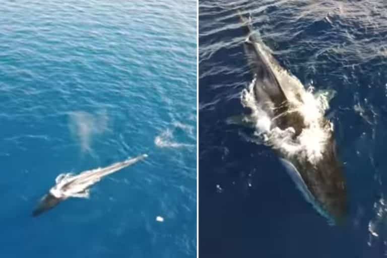 Sorprenden a “Codamozza”, la legendaria ballena de 20 metros que deambula sin cola por el océano (+Video)