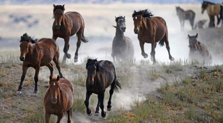 El dilema de los emblemáticos caballos salvajes de EEUU (Video)