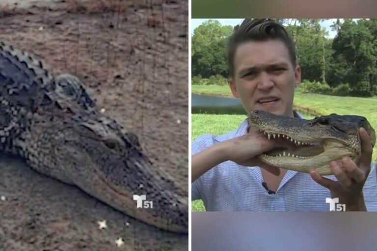 “Tengo suerte de vivir”: Un hombre de Florida sobrevivió al ataque de un caimán mientras jugaba en un parque (+Video)