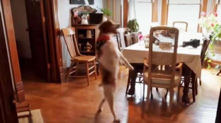 Esta es la historia de Dexter, el perro que siempre camina como un ser humano, nunca a cuatro patas (+Video)