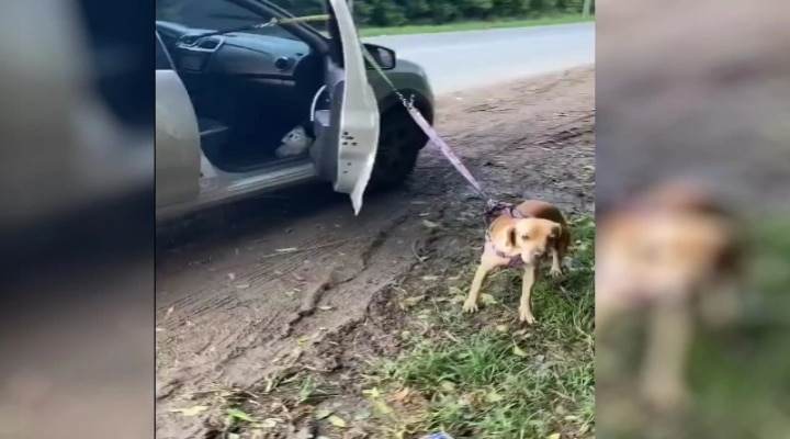 Con este video, denuncian a mujer por llevar a perro por fuera de un carro en movimiento