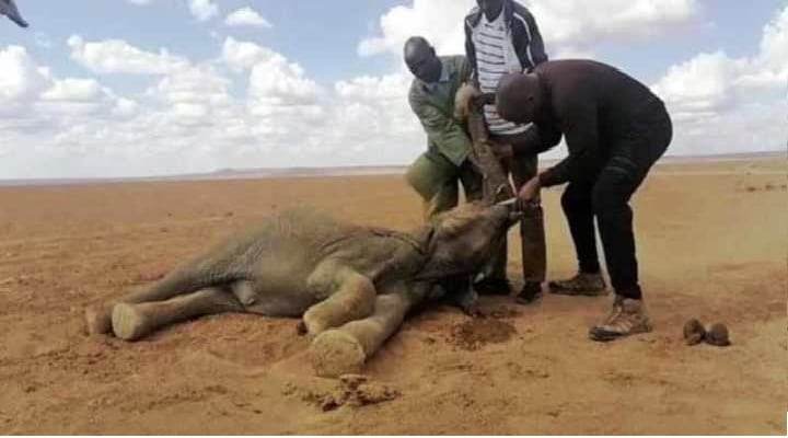 Sequía en Kenia causa la muerte a más de 200 elefantes
