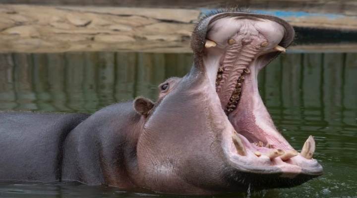 Hipopótamo se tragó vivo a un niño de 2 años, pero lo escupió y milagrosamente no lo mató