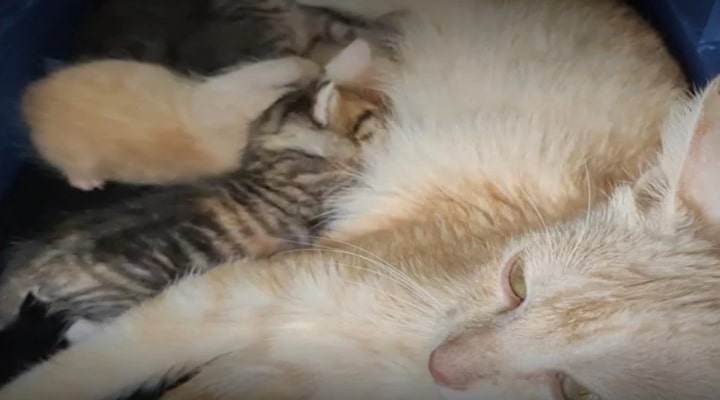 Imponen millonaria multa a pareja en Bucaramanga por abandonar a una gata y sus crías