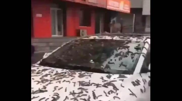 ¿Llovieron gusanos en China? Este impresionante video sorprendió al mundo entero